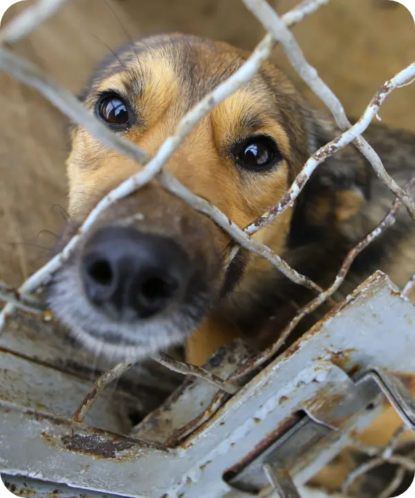 Animal Welfare Negative